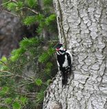 Great Spotted Woodpecker