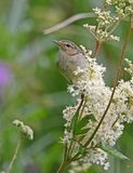 Chiffchaff