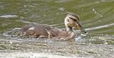 Mallard