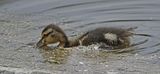 Mallard