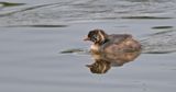 Little Grebe