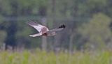 Marsh Harrier