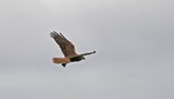 Marsh Harrier