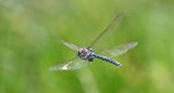 Common Hawker