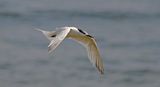 Sandwich Tern