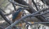 Kingfisher