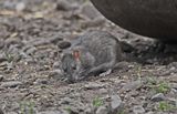 Brown Rat