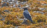 Hooded Crow