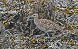 Whimbrel