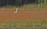 Great White Egret
