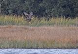Marsh Harrier