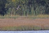 Marsh Harrier