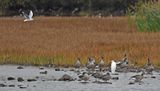 Great White Egret