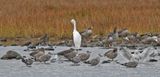 Great White Egret