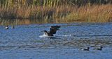 Cormorant