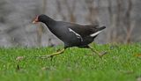 Moorhen