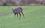 Roe Deer