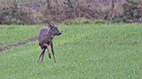 Roe Deer