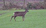 Roe Deer