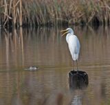 Great White Egret