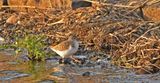 Spotted Sandpiper
