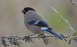 Bullfinch