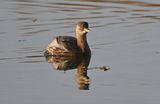 Little Grebe