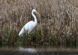 Great White Egret