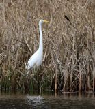 Great White Egret