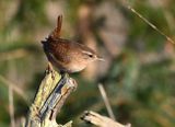 Wren