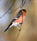 Bullfinch