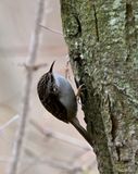 Treecreeper