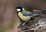 Great Tit