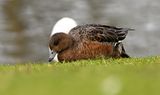 Wigeon