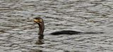 Cormorant