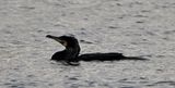 Cormorant