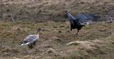 Raven & Pink-footed Goose