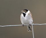 Reed Bunting