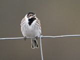 Reed Bunting