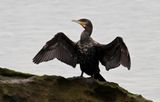 Cormorant