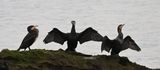 Cormorant