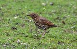 Song Thrush