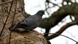 Stock Dove