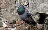 Feral Pigeon