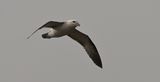 Fulmar