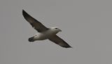 Fulmar