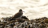 Redshank