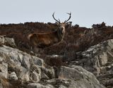 Red Deer