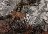 Roe Deer