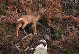 Roe Deer